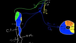 Lumbar plexus tutorial [upl. by Ajiam551]