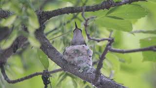 Rubythroated Hummingbird Nest [upl. by Nodyl]