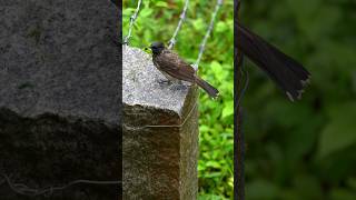 Redvented bulbul feasting on its prey [upl. by Benedikt584]