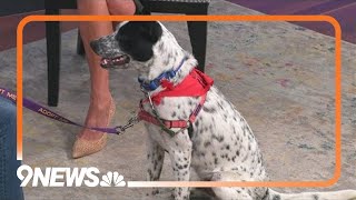 Marvelous Max A 9monthold cattle dog mix with a big personality [upl. by Memory]