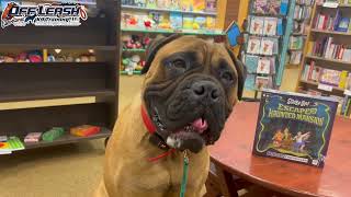 Scooby Doo  9 Month Old Bull Mastiff  Best Dog Trainer Cleveland Ohio [upl. by Helga214]