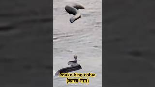 Two snake fight काला नाग snake [upl. by Anitnatsnoc]