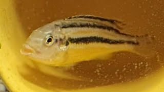 Auratus cichlid golden mbuna malawi golden care  how to care tank mates feeding breeding [upl. by Reniar]