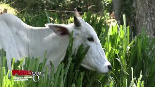 Ganadería Regenerativa una herramienta para la restauración ecológica🐮♻️ [upl. by Keeton]