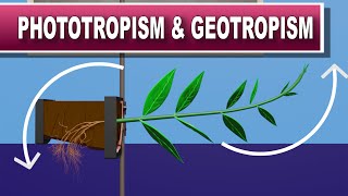 Phototropism and Geotropism [upl. by Malik]