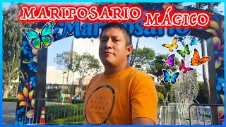 MARIPOSARIO MÁGICO 🦋  La Nueva Atracción Limeña 😍 Como Llegar [upl. by Riamo987]