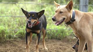 Brave little Australian Working Kelpie loves her job  Australian Working Kelpies In Action [upl. by Obocaj359]