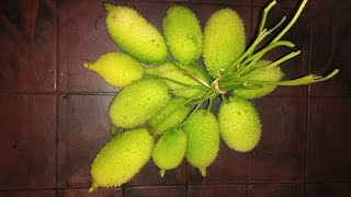 Bathkerela baja Teasel gourd simple and easy fry  kakrul baji teasel gourd fry recipe [upl. by Hessney]