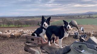 Two incredible collie sheepdogs herding sheep in Scotland [upl. by Lejeune]