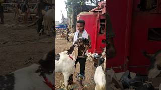 Totapuri Bakra bakraeid2024qurbanistatusbakraeidspecialbakragoatmashallahshortsyoutubeshorts [upl. by Enicnarf]