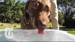 How Dogs Drink  ScienceTake  The New York Times [upl. by Tsyhtema]