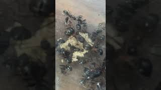 Camponotus chromaiodes larvae pile antkeeping ￼￼ [upl. by Harriott335]