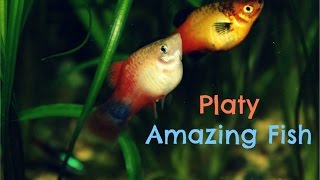 Platy Amazing Fish [upl. by Giusto154]