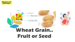 Wheat Grain Caryopsis  Seed or Fruit  Confusion in Achene Cypsella and Grain  Explained [upl. by Rowell952]