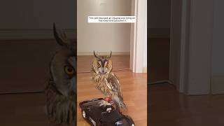 This girl rescued an injured owl lying on the road and adopted it animalshorts shortvideo [upl. by Airat959]