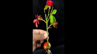 How to Grow Rose tree From Cutting Fast and Easyreelsvideoシgardeningshortgardenideas [upl. by Macomber]