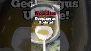 Update No Filter Geophagus Cichlid Keeping nature fishkeeping allnatural [upl. by Horace]