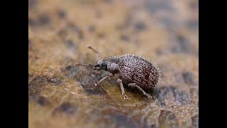 A near 200 year wait for a 3mm weevil [upl. by Tremml770]