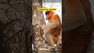 Probosice monkey  sciencefacts shorts facts [upl. by Eelidnarb]