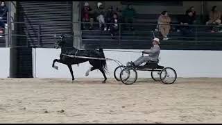 SAHPBA  Hackney Pony Supreme Championship  Mistico Autumn Show 2023 [upl. by Notsla861]