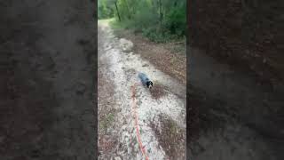 Bluetick puppy “River” blood tracking training [upl. by Krauss459]