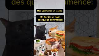 Commencer un régime… mission impossible avec eux 😂 regime chats humour [upl. by Fabozzi321]