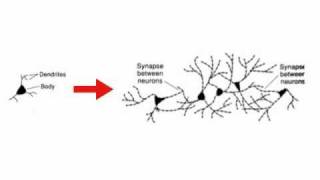 Brainbased Learning Model Neuroplasticity [upl. by Alesandrini687]