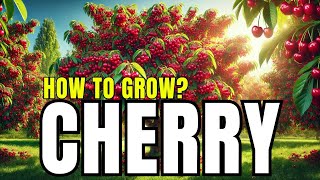 How to Grow Cherry Trees  Easy Cherry Growing Guide [upl. by Woolson]