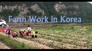 The Farm Producing Potato Without Soil Will Surprise You  Incredible Agriculture Techniques [upl. by Nauqit]