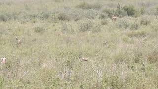 Green Garden Safari  Serengeti  wwwinstagramcomgreengardensafari 255 784 474 440 [upl. by Kacie]