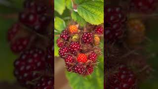 AVOID Invasive species Wineberry Wine Raspberry Rubus phoenicolasius garden invasivespecies [upl. by Marris]