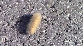 Woolly worm caterpillar Woolly bear caterpillar weather prediction [upl. by Guttery483]