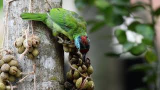 Blue throated barbet নীলগলা বসন্তবৌরি [upl. by Mensch]