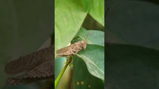 Short horned Grasshopper acrididae grasshopperlove grasshopper nature insectecology entomology [upl. by Melisent361]