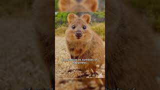 Meet Quokkas the Happiest Animal in the World [upl. by Leuqcar]