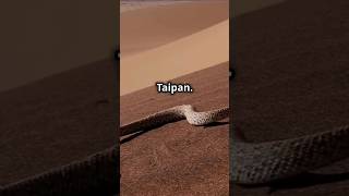 Could you take a Taipan snake🥲 snake taipan deadly dangerous shy cobra crazy amazing fun [upl. by Ecaroh821]