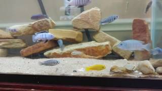 Labeotropheus Trewavasae Moved to 90 [upl. by Letsirc]