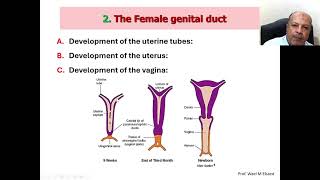 07 Development and Anomalies of the Genital System [upl. by Auohs]