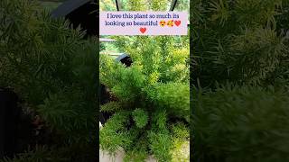 Foxtail fern plant care shorts trending nature greenery ornamentalplant love viralshorts [upl. by Anrehs70]