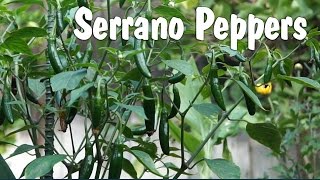 Serrano Peppers  How to grow Serrano Pepper in containers [upl. by Hirschfeld]