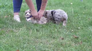 Jacob Yoders Mini Aussiedoodle Puppies [upl. by Nickie]