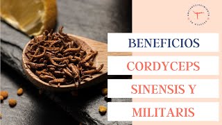 ¿Qué es el hongo CORDYCEPS y qué beneficios tiene [upl. by Adniral121]