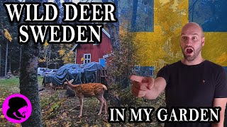 Types Of deer in Sweden  Filming deer in my back garden [upl. by Ten]