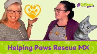 San Diego CFA Cat Show  Helping Paws Rescue MX [upl. by Nosro]