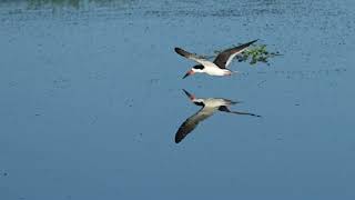 Skimmers Celery Fields and Lido Beach July 4 2024 [upl. by Ahsinelg828]