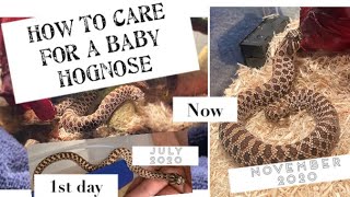 Baby Western Hognose Snake Care Guide Set Up [upl. by Paco854]