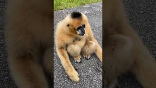 Gibbons friendly moments  Northern White Cheeked gibbon [upl. by Anitnauq449]