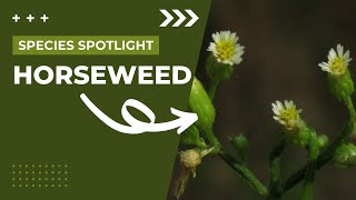 Species Spotlight  Horseweed Conyza canadensis [upl. by Dirraj]