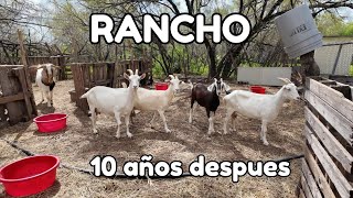 10 años sin visitar el rancho MUCHO TRABAJO  el gallito se quedo sin cola 🐓 🙀 [upl. by Ahsit125]