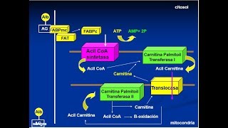 BIOQUIMICA GRASAS lipólisis y betaoxidación cómo se usan las grasas durante el ejercicio físico [upl. by Oetomit488]